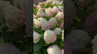 Fire Fab Panicle Hydrangea Paniculata2024 garden flowers hydrangeas usa shortsfeed shorts [upl. by Charin]