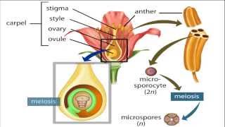 angiosperm life cycle [upl. by Levy]