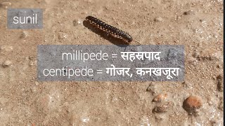 these troublesome MILLIPEDES [upl. by Amyas]