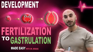 Introduction to Embryology  Fertilisation to Gastrulation Easy to Understand [upl. by Zuzana660]