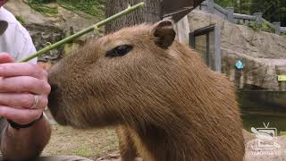 Capybara Keeper Talk at Taronga Zoo Sydney [upl. by Dorcas]