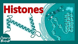 Histones  histones and nucleosomes  histone modification  structure of histones [upl. by Noeht]