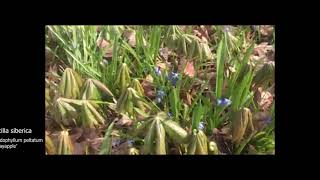 Scilla siberica Follow Up For Shade Gardens Ep 28 [upl. by Bernadette314]