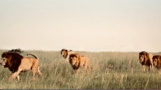 Los Poderosos Leones NOTCH  La Coalición Más Dominante que Los Mapogo [upl. by Machutte140]