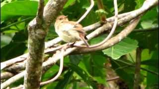 Brancolored Flycatcher  Myiophobus fasciatus  Colombia Wildlife [upl. by Ahsaele841]