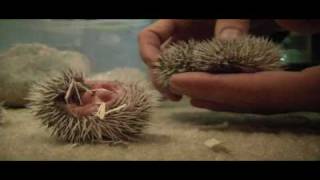 1 week old African Pygmy Hedgehogs [upl. by Errick538]