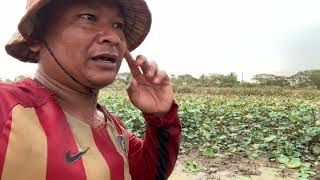 Fishing at the water lily pond deep fried Pahit Kroeung fish [upl. by Hailat]