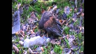 Falconry hawk fights the ferret for a rabbit [upl. by Capriola701]