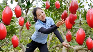 Harvest Mango Red Garden goes to the market sell  Cooking Garden Farm  Hanna Daily Life [upl. by Eatnahs939]