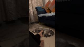 Coco ne dra hi diyadog shihtzu sleeping hearttouching video heartbroken emotional care love [upl. by Hadsall]