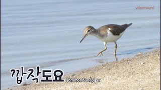 깝작도요 소리 비행 Common Sandpiper [upl. by Nagaek]