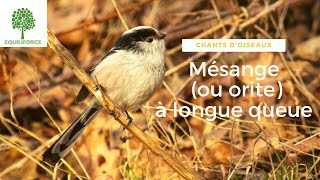 🎶🐦CHANTS dOISEAUX  LA MÉSANGE ou ORITE à LONGUE QUEUE [upl. by Arbe]