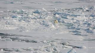 Polar Bears on Sea Ice [upl. by Krell]