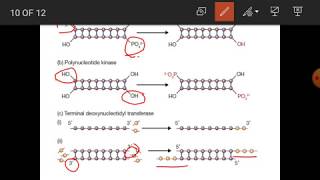 DNA Manipulative Enzyme [upl. by Ennailuj]