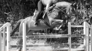 wwwsporthorsesonlinecom 2010 Hanoverian jumping mare [upl. by Adelric771]