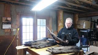 Grading and Handling Tips on Fisher Pelts [upl. by Gibert]