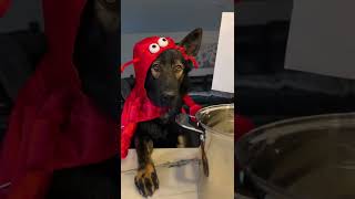 Canine crustacean says make smart choices [upl. by Aicel]