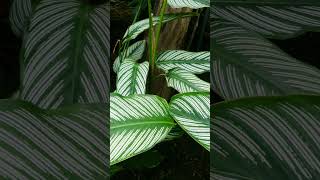 Striped PinStripe or PinStripe Calathea Goeppertia ornata in Arrowroot Family Marantaceae [upl. by Ahkos]