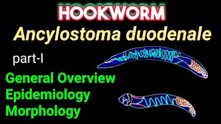 Hookworm Ancylostoma duodenale  General Overview Epidemiology Morphology​  AM Biologie Notes [upl. by Oirramaj]