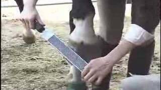 Emergency Horse Shoe removal UNBRIDLED [upl. by Kalk]