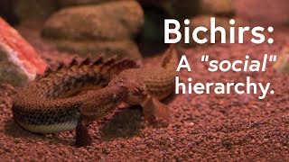 Why do Bichirs Polypterus fight [upl. by Kreiker373]