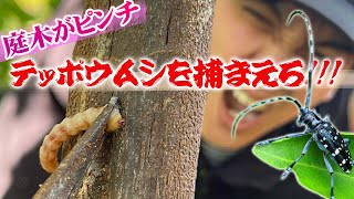 【カミキリムシが大量発生】幼虫「テッポウムシ」の退治と殺虫剤を注入し駆除します【花の谷オールドビレッジ】 [upl. by Kaitlyn]