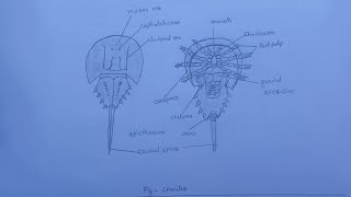 limulus  classification of limulus  diagram of limulus  comment of limulus  identify limulus [upl. by Solrac]