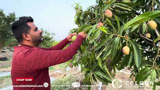 Grafted Mango Saplings Arunika Ambica Mallika and Amrapali Varieties [upl. by Monson]