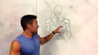 Function and Training of the Erector Spinae Muscles  Coach [upl. by Elram]