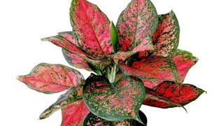 12 Most Stunning Aglaonema Varieties Chinese Evergreen Types AglaonemaHousePlantsIndoorPlants [upl. by Hilaire]