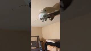 😂😂😂 Chewbacca mask on a 1 bladed ceiling fan ceilingfan shorts stupidvideo chewbacca [upl. by Annaig]