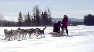 Traineaux à chiens Fjord du Saguenay  Ferme 5 étoiles [upl. by Atilam]