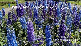 Delphinium  San Francisco CA [upl. by Nageem90]