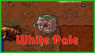 Tibia  White Pale  Boss  Darashia [upl. by Kaliope754]