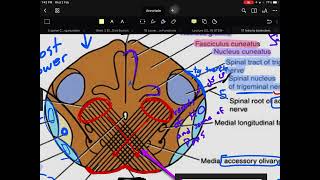 1 internal medulla oblongata pyramidal decussation level [upl. by Sokcin]