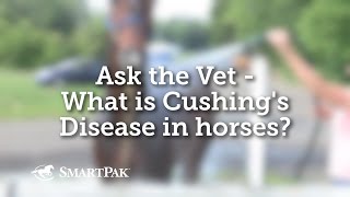 Ask the Vet  What is Cushings Disease in horses [upl. by Chlori]