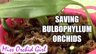 Saving Bulbophyllum orchids without roots [upl. by Tadio]