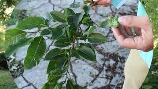 Common persimmon Diospyros virginiana  Plant Identification [upl. by Vorster]