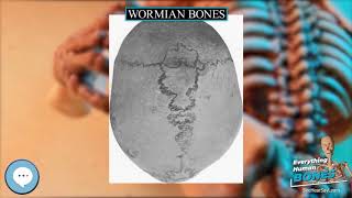 Wormian bones 🦴 Everything Human Anatomy Bones 🦴 [upl. by Ydollem]