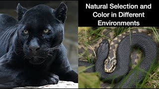 Where is Black an Advantage  Geography of Melanistic Animals [upl. by Aniles]