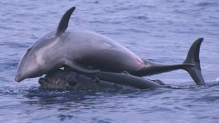 Science Bulletins Whales Give Dolphins a Lift [upl. by Friday606]