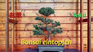 Bonsai eintopfen  Teil II [upl. by Ainirtak]