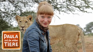 Wie die Löwen leben  Reportage für Kinder  Paula und die wilden Tiere [upl. by Adnylg538]