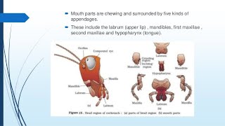 Mouth Parts of Cockroach [upl. by Adamski]