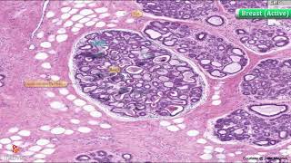 Histology of Breast active  Lactating   Shotgun Histology [upl. by Ameline823]