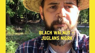 Growing Black Walnut in a Permaculture System [upl. by Latoye507]