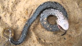 Eastern Hognose Plays Dead [upl. by Delogu]