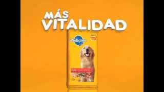 Relanzamiento PEDIGREE® Adulto Nutrición Completa [upl. by Theodor468]