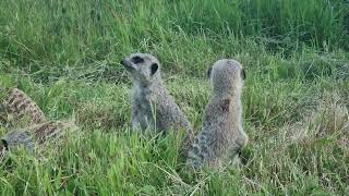 World Meerkat Day  Fota Wildlife Park 2024 [upl. by Arondel]