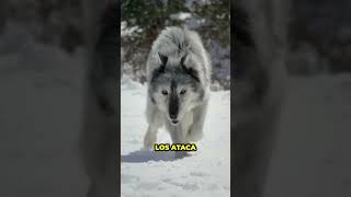 Por Qué un Lobo no Puede Ser Tu Mascota [upl. by Eelek]